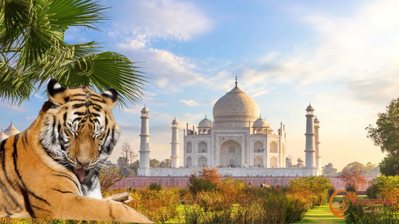 Taj & Tiger Safari Tour